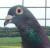 :pigeon